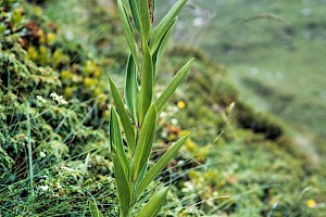 Lilium martagon Martagon Lily