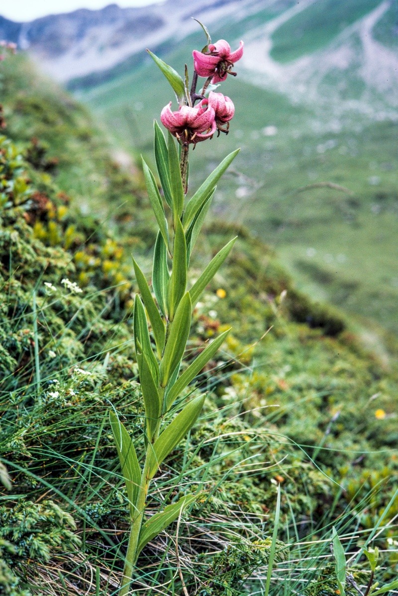 Lilium martagon - &copy; Charles Hipkin
