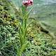 Lilium martagon