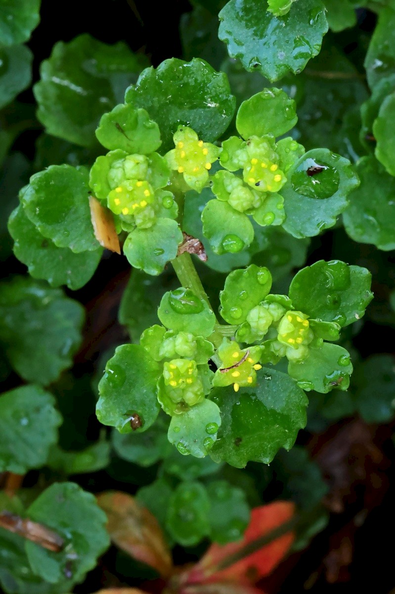 Chrysosplenium oppositifolium - &copy; Charles Hipkin