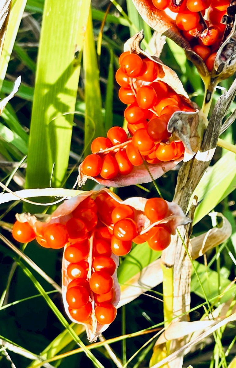 Iris foetidissima - &copy; Charles Hipkin