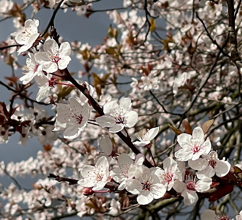 Prunus cerasifera - &copy; Charles Hipkin