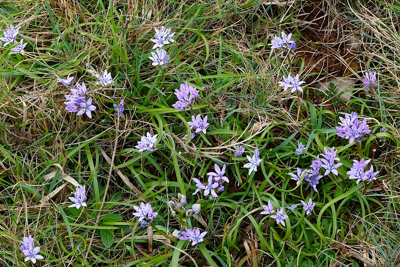 Scilla verna - &copy; Charles Hipkin