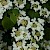 Viburnum plicatum - © Charles Hipkin