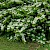 Viburnum plicatum - © Charles Hipkin