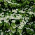 Viburnum plicatum - © Charles Hipkin