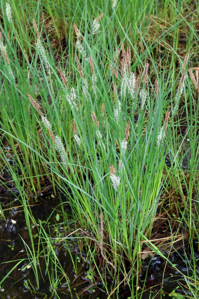 Carex nigra - © Charles Hipkin