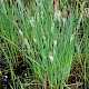 Carex nigra