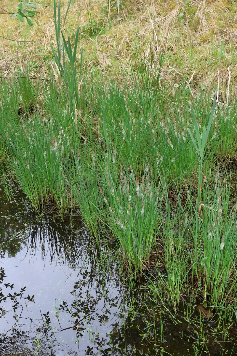 Carex nigra - © Charles Hipkin