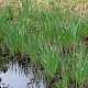 Carex nigra