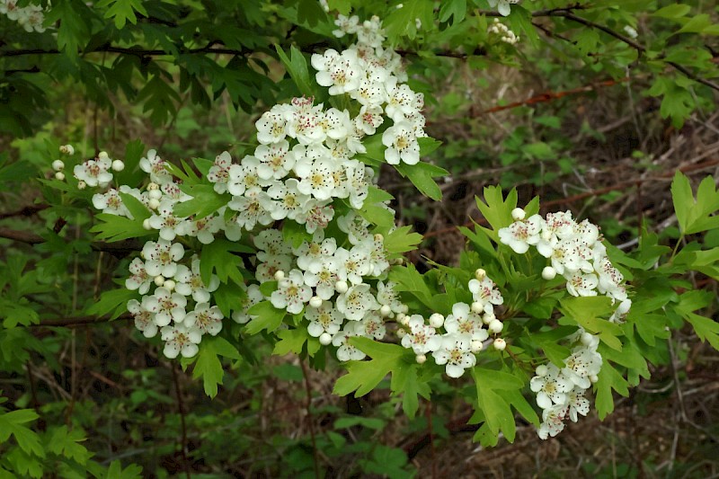 Crataegus monogyna - © Charles Hipkin