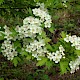 Crataegus monogyna