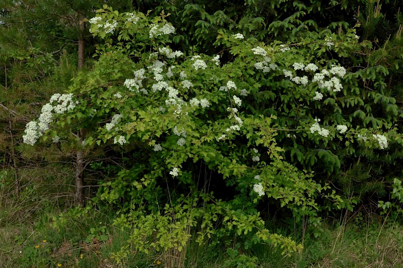 Crataegus monogyna - © Charles Hipkin