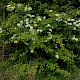 Crataegus monogyna