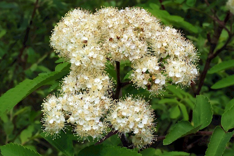 Sorbus aucuparia - &copy; Charles Hipkin