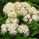 Sorbus aucuparia