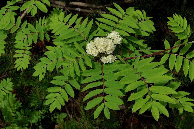 Sorbus aucuparia - &copy; Charles Hipkin