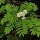 Sorbus aucuparia