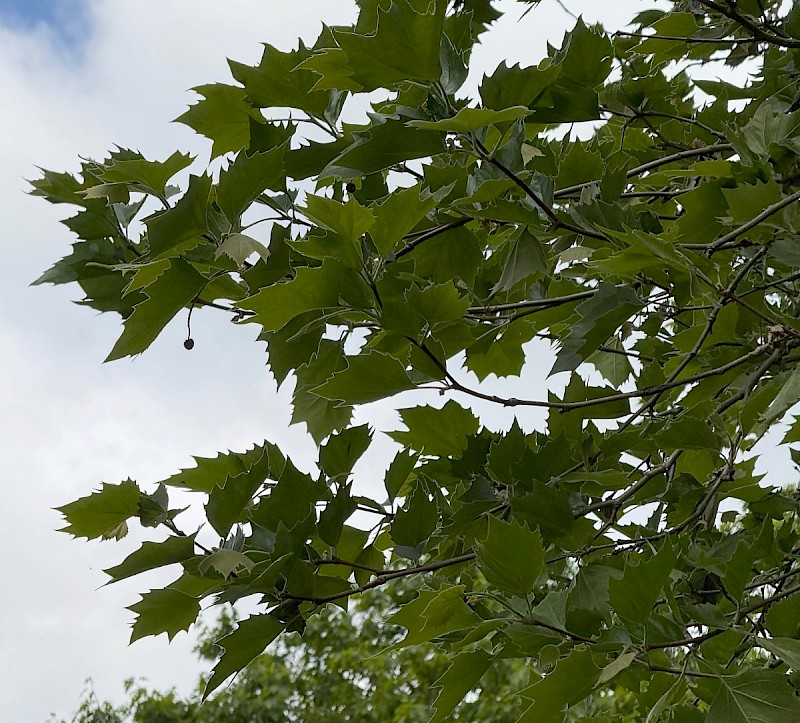 Platanus x hispanica - &copy; Charles Hipkin