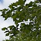 Platanus x hispanica