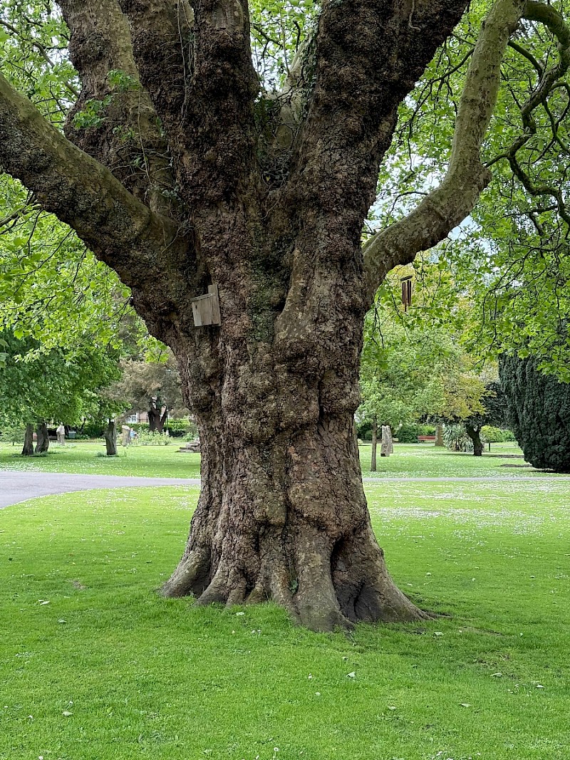 Platanus x hispanica - &copy; Charles Hipkin