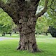 Platanus x hispanica