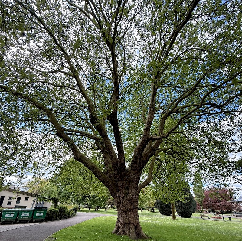 Platanus x hispanica - &copy; Charles Hipkin