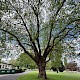 Platanus x hispanica