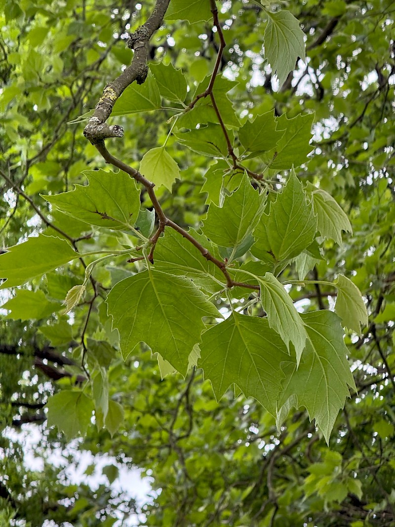 Platanus x hispanica - &copy; Charles Hipkin
