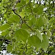 Platanus x hispanica