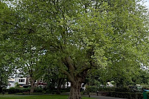 Platanus x hispanica London Plane (P. occidentalis x orientalis)
