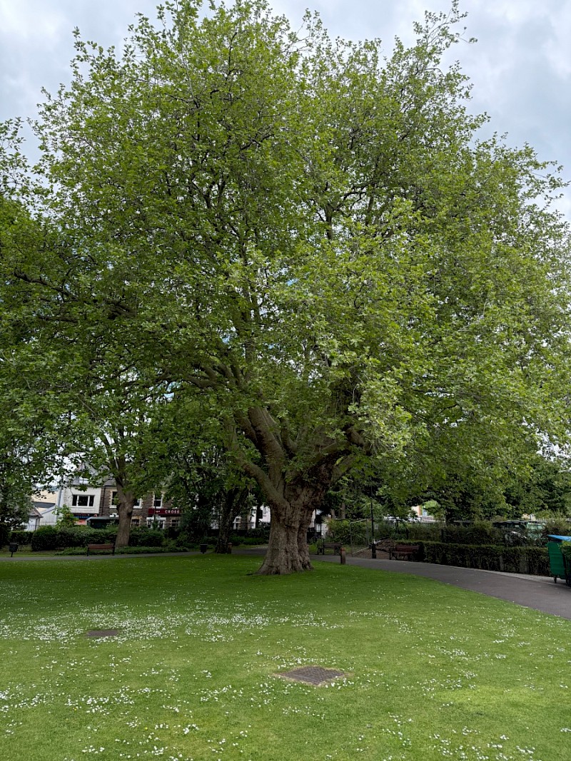 Platanus x hispanica - &copy; Charles Hipkin