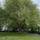 Platanus x hispanica