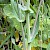 Brassica rapa subsp. campestris - © Charles Hipkin