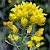 Brassica rapa subsp. campestris - © Charles Hipkin