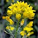 Brassica rapa subsp. campestris