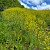 Brassica rapa subsp. campestris - © Charles Hipkin