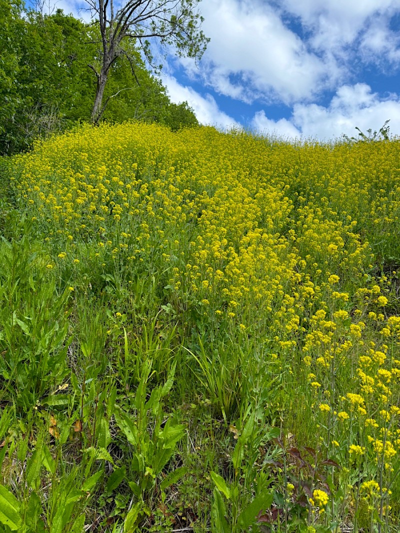 Brassica rapa subsp. campestris - © Charles Hipkin