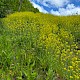 Brassica rapa subsp. campestris