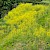 Brassica rapa - © Charles Hipkin