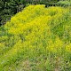 Brassica rapa