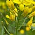 Brassica rapa - © Charles Hipkin