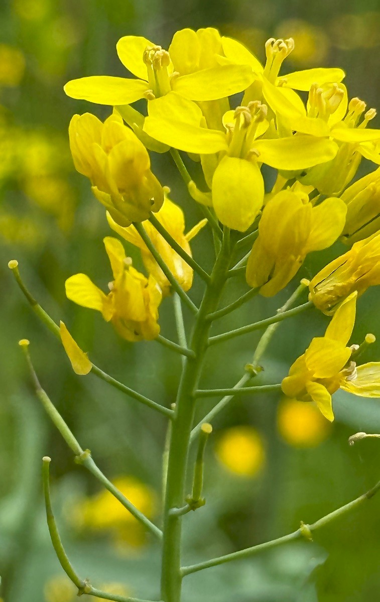 Brassica rapa - © Charles Hipkin