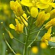 Brassica rapa