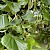 Tilia x europaea - © Charles Hipkin