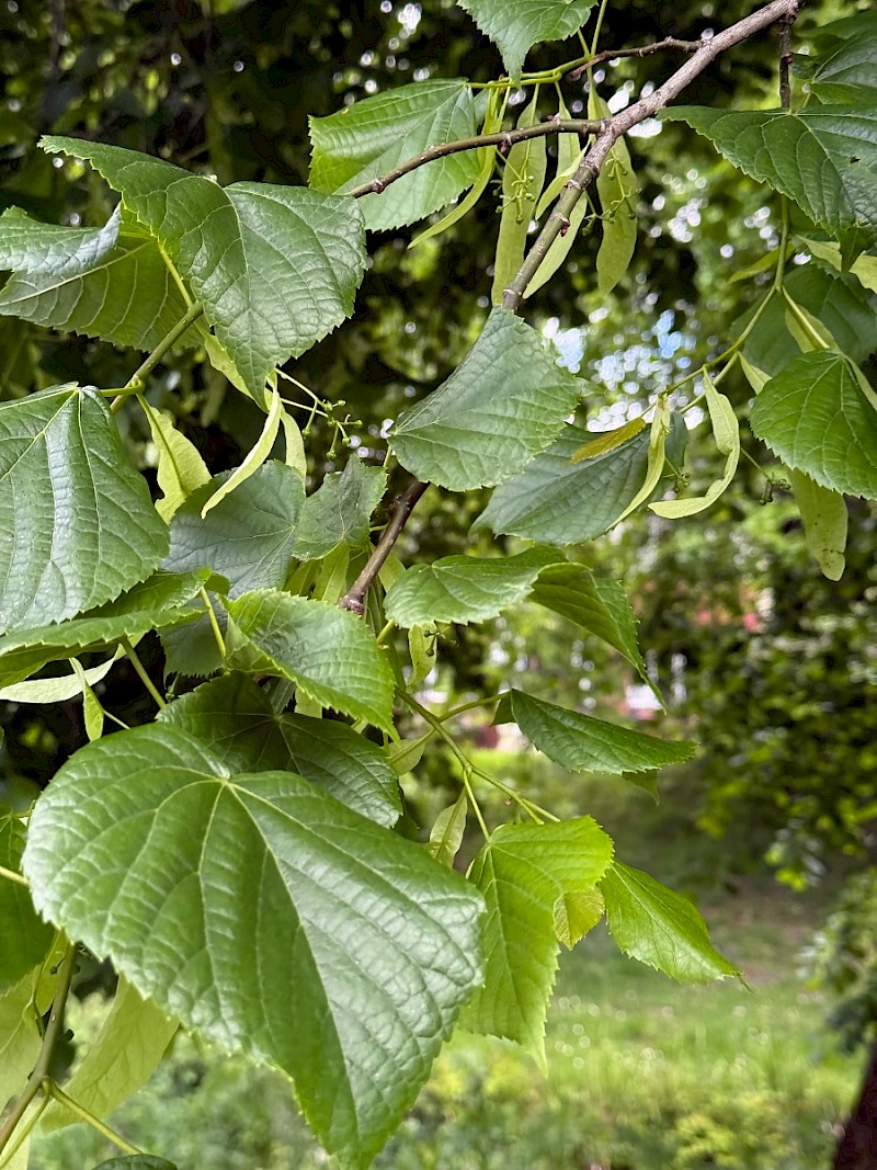 Tilia x europaea - © Charles Hipkin