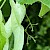 Tilia x europaea - © Charles Hipkin