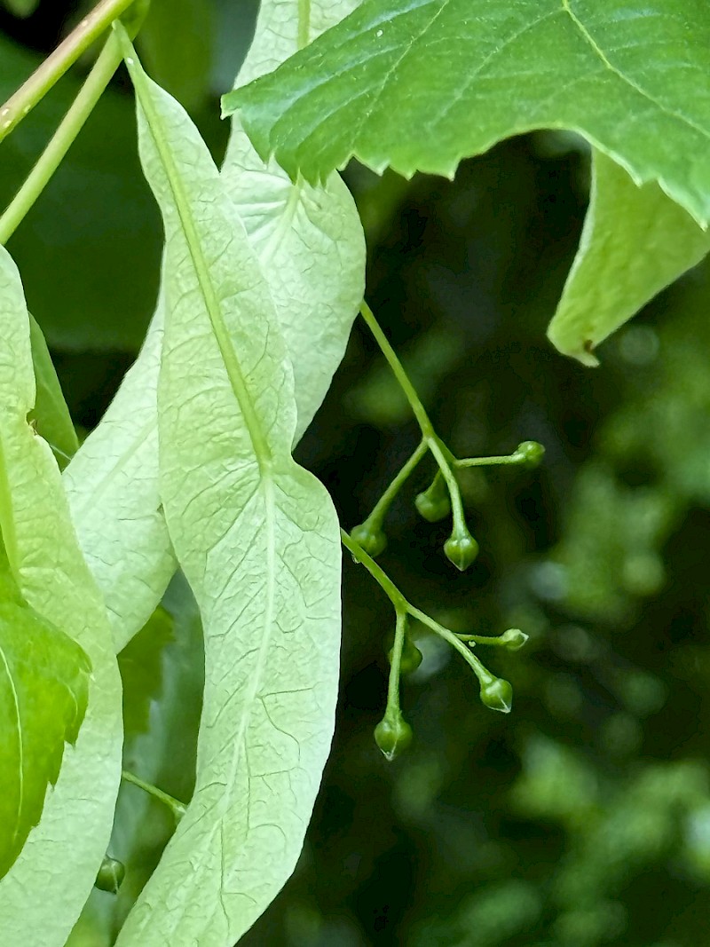Tilia x europaea - © Charles Hipkin