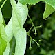 Tilia x europaea