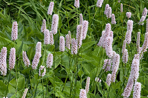 Persicaria bistorta Common Bistort